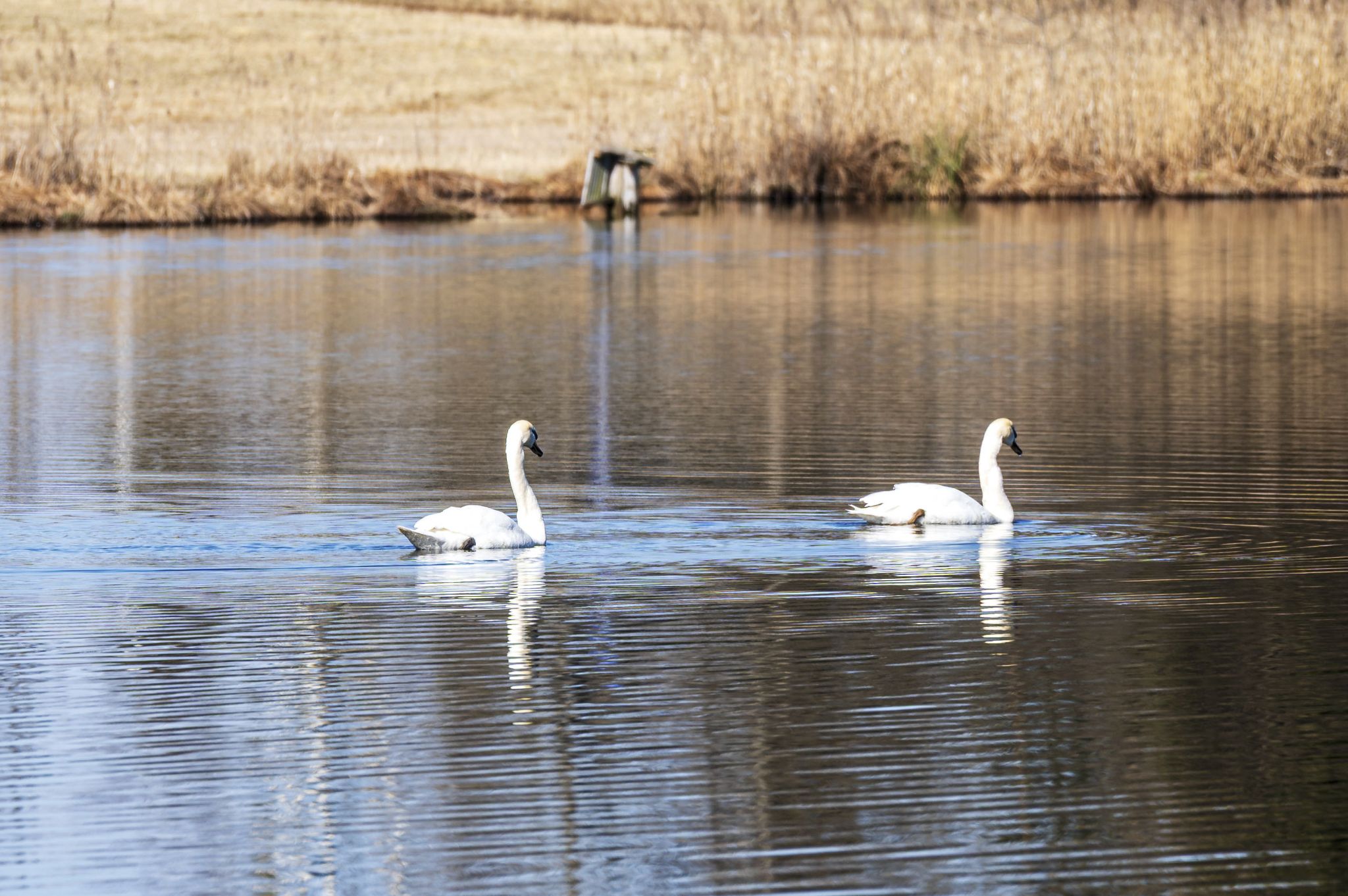 Wanderung Loisachfilze
